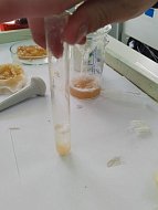 Школьники из Красавки эксперимент с ДНК банана