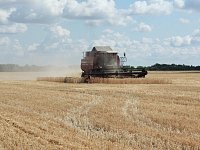 В Самойловском районе убирают озимую пшеницу