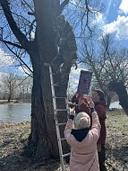 В заказнике «Центральный» разместили сделанные школьниками скворечники