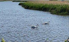 Лебеди вернулись в родное село