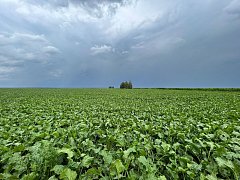 Свеклосеющие хозяйства области первыми в ПФО и в числе первых в России приступили к уборке сахарной свеклы