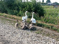 В селе Полтавке живут лебеди