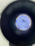 Школьники из Красавки эксперимент с ДНК банана