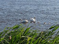 Лебеди вернулись в родное село