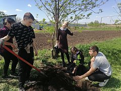 Школьники провели акцию «Посади дерево»