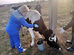Ветспециалисты Самойловского района проводят вакцинацию и биркование животных