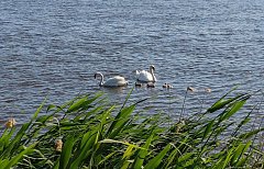Лебеди вернулись в родное село