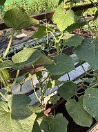 Садовая азбука: чем накормить прожорливые огурцы